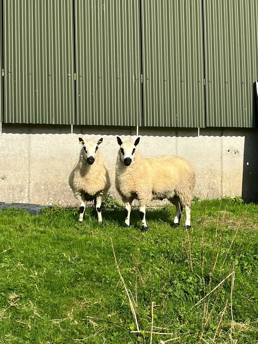 Kerryhill Ram lambs - Image 1