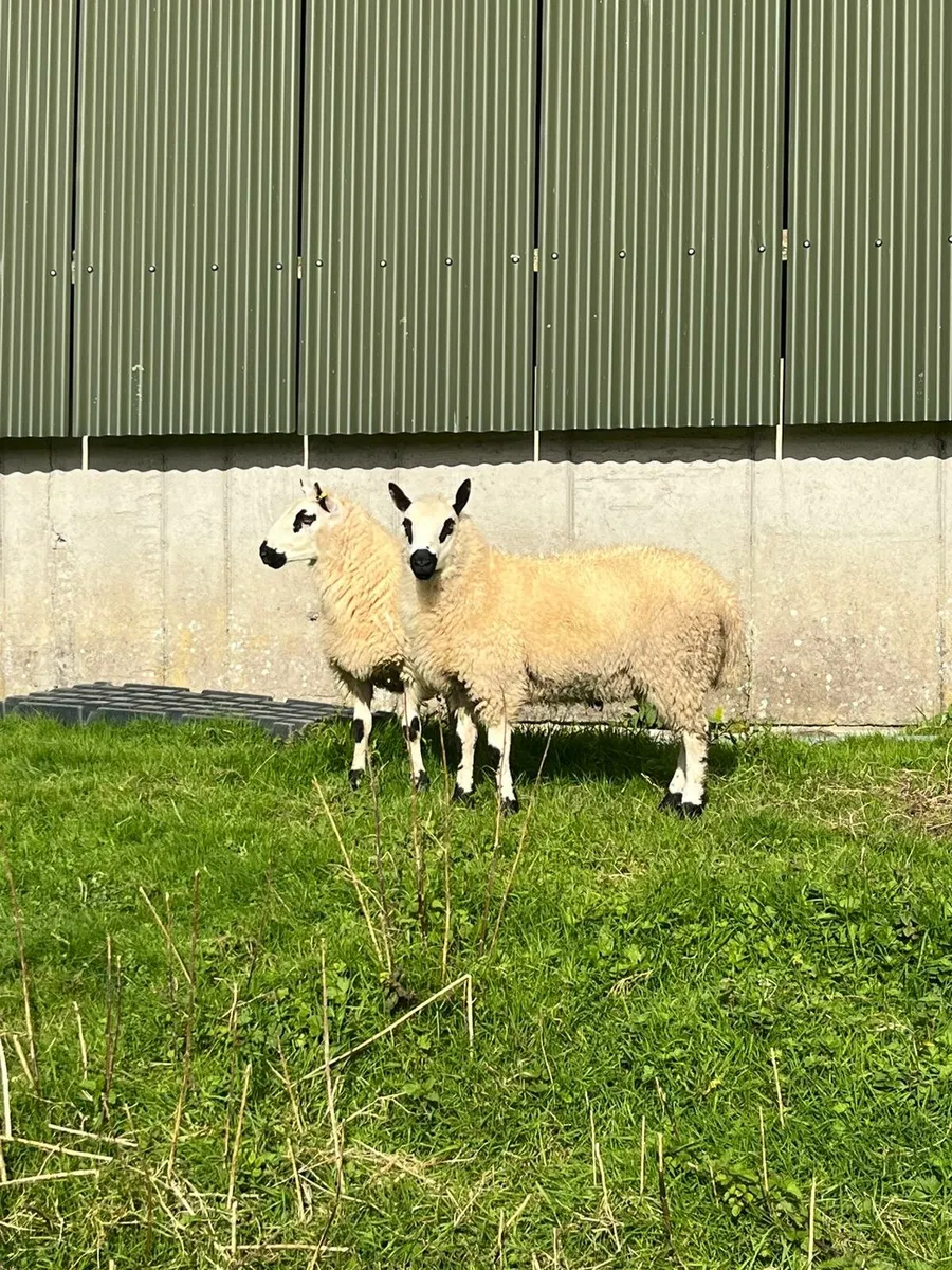 Kerryhill Ram lambs - Image 3