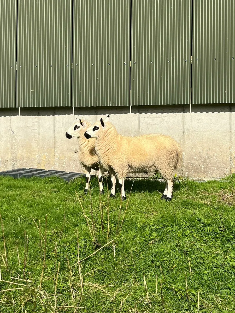 Kerryhill Ram lambs - Image 4