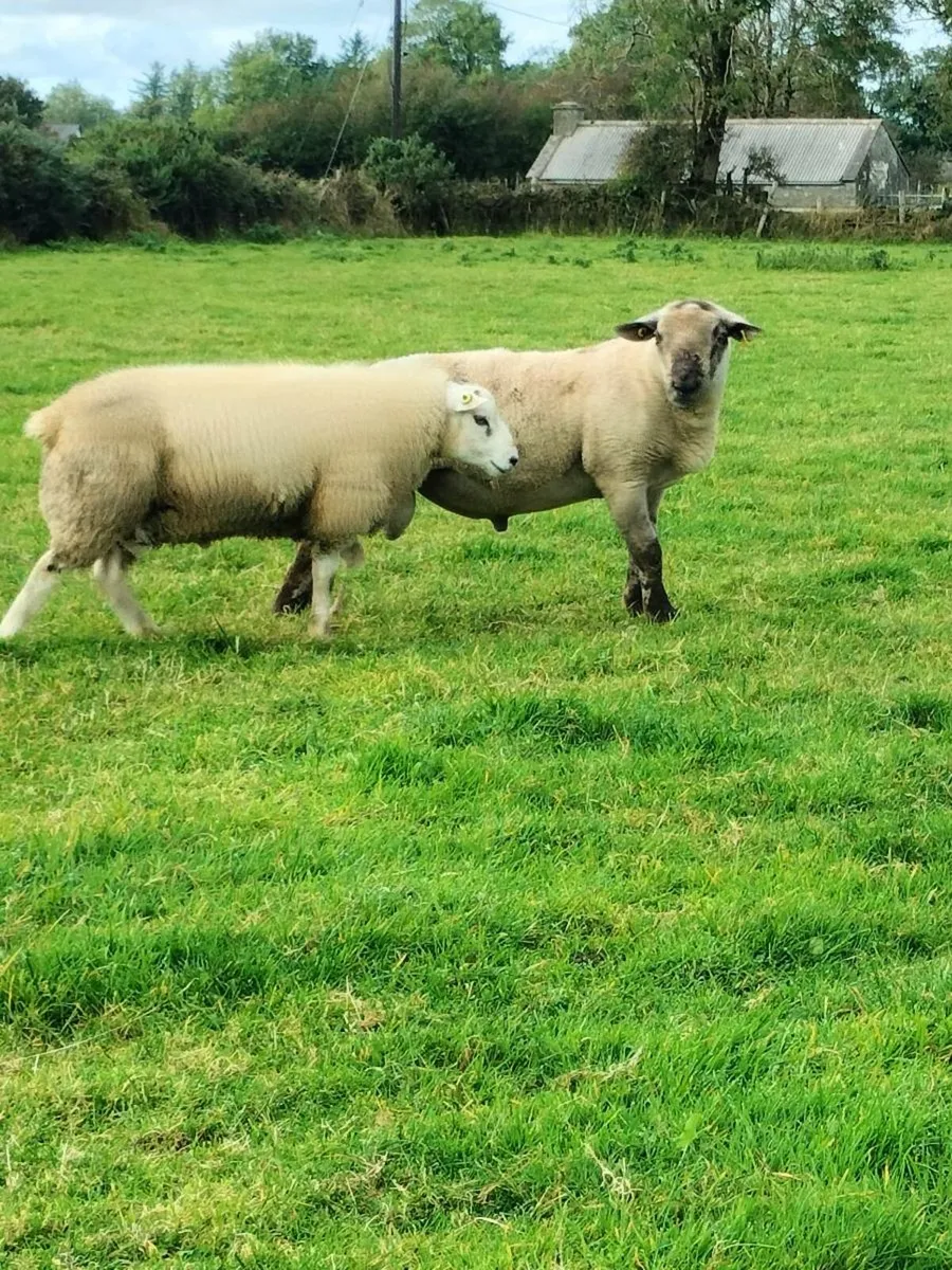 Rams - Image 1