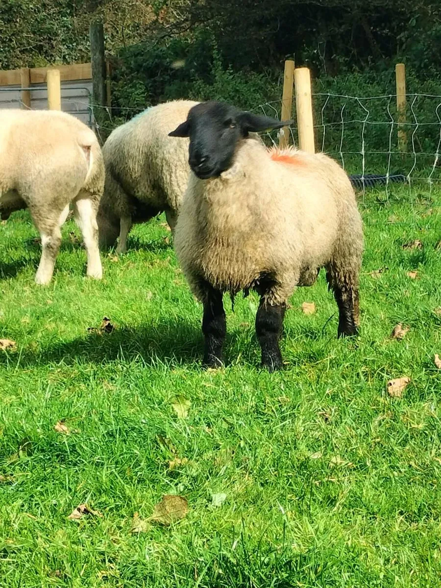 Rams - Image 2