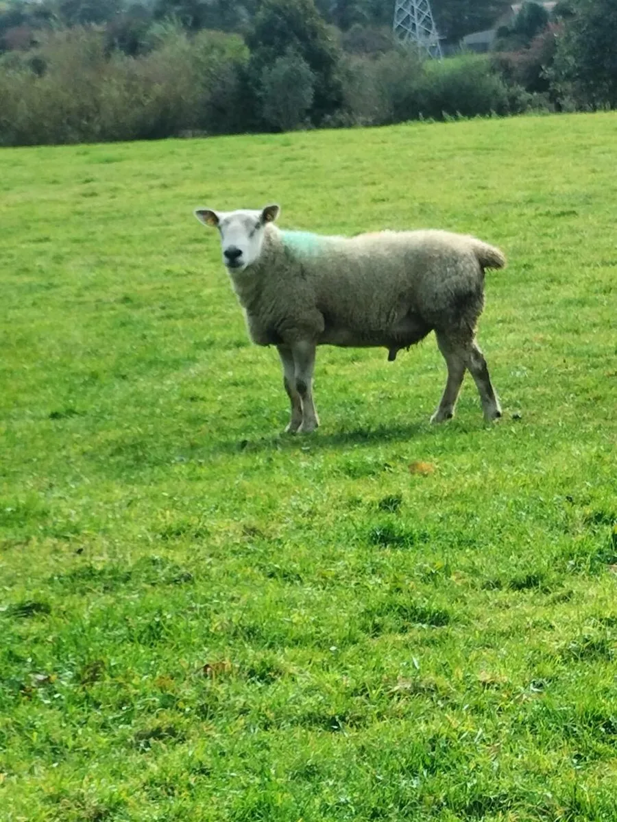 Rams - Image 3