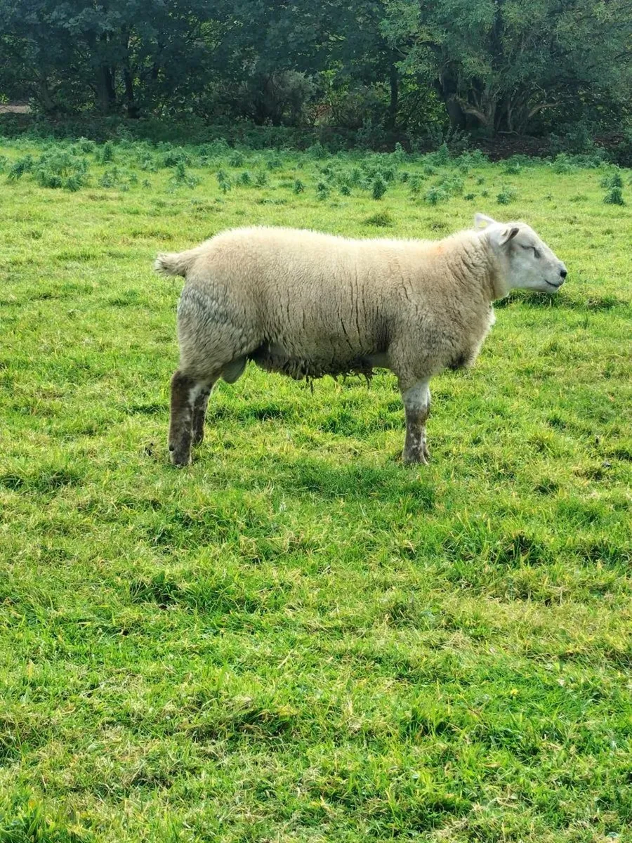 Rams - Image 4