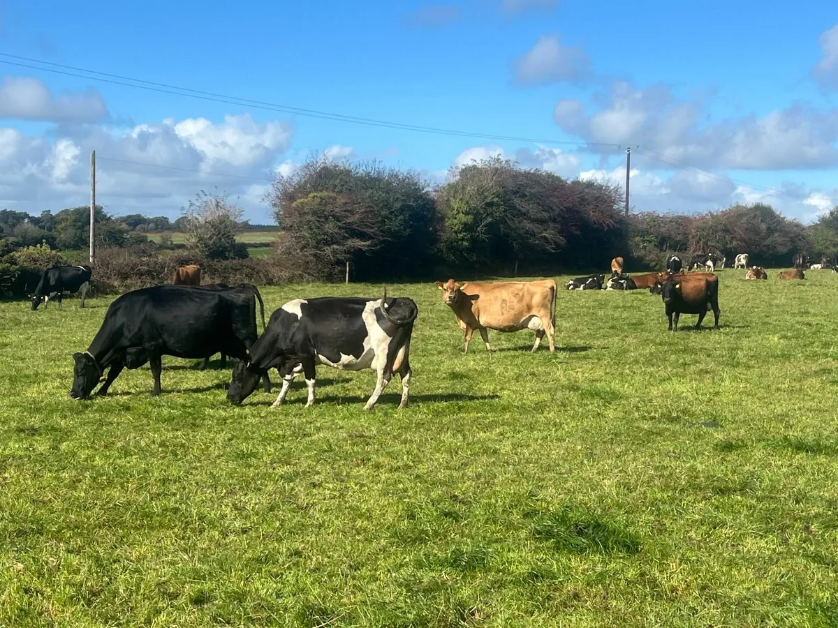 12 Young Empty Crossbred Cows - Image 1