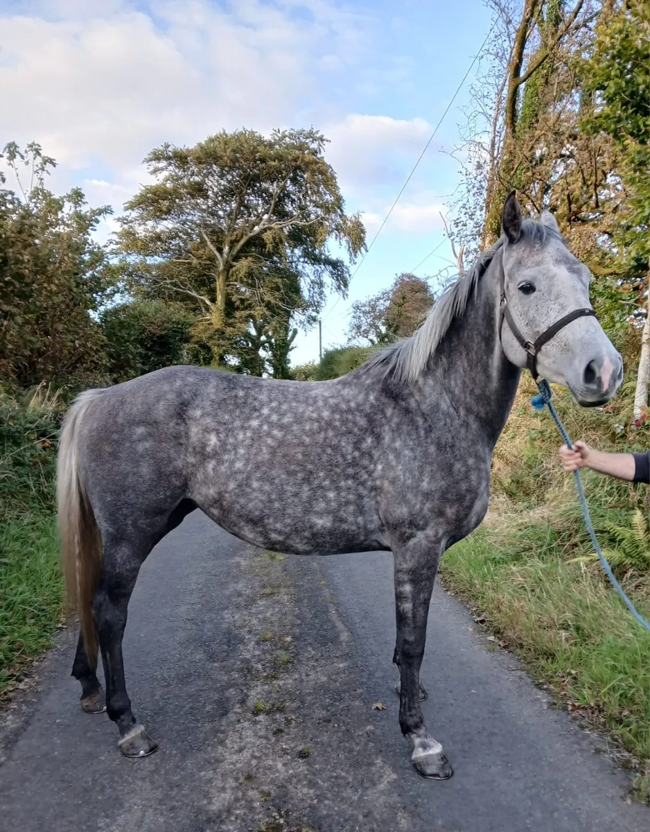 4 YR OLD FILLY - Image 1
