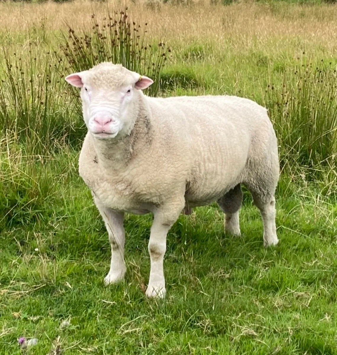 Dorset Teaser Ram for Hire & Purebred Dorset Ram - Image 2