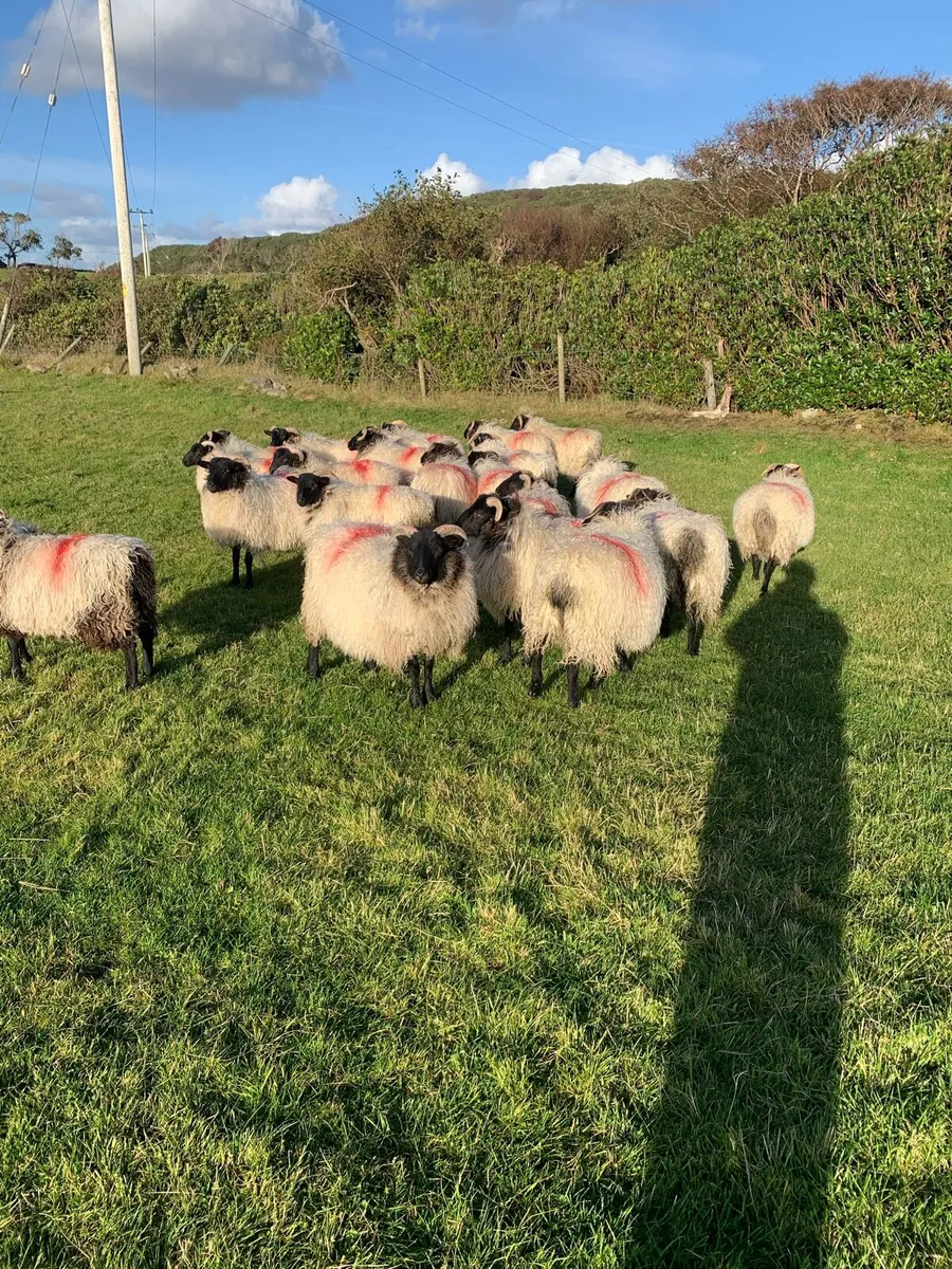 Rams plus ewe lambs - Image 1