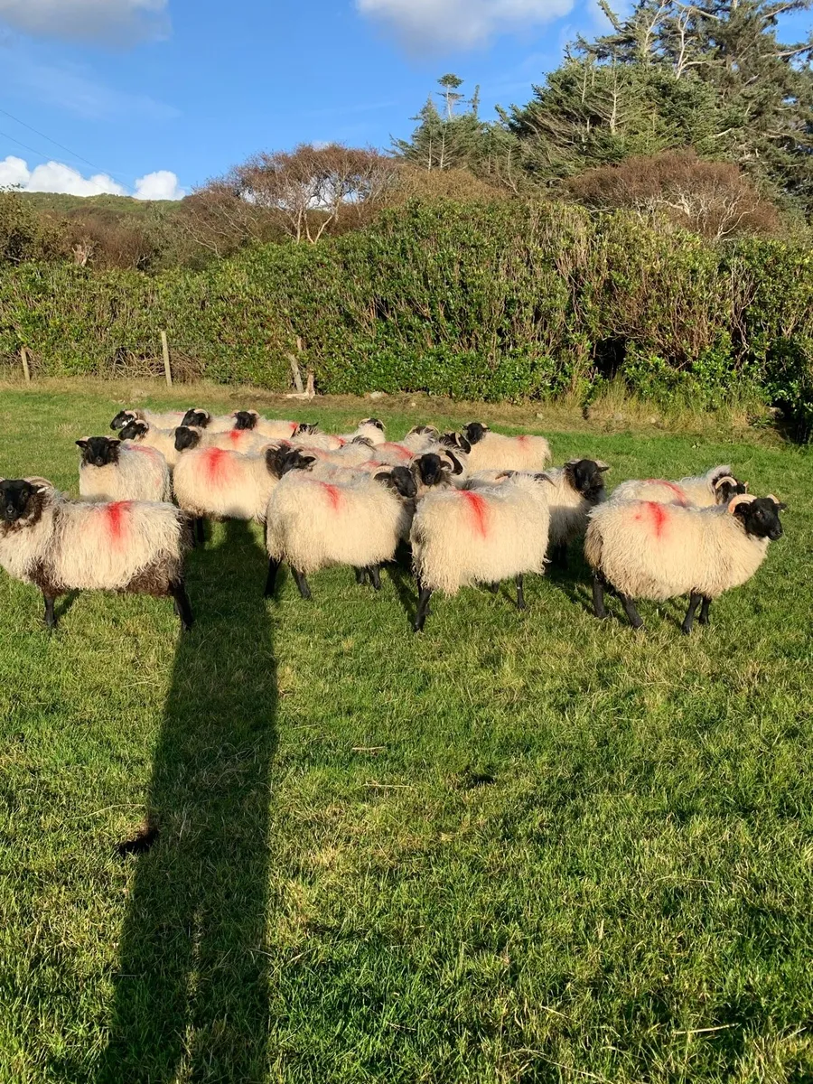Rams plus ewe lambs - Image 2
