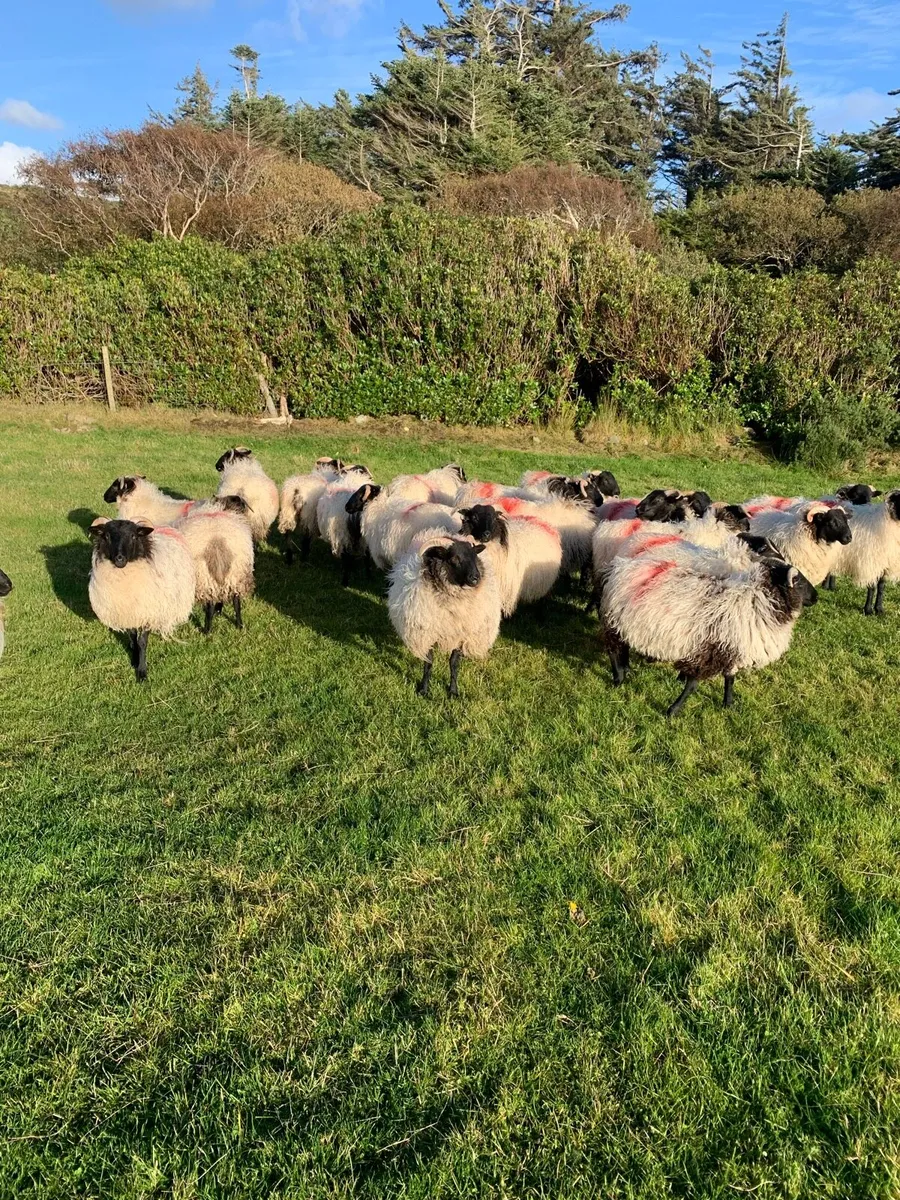Rams plus ewe lambs - Image 3