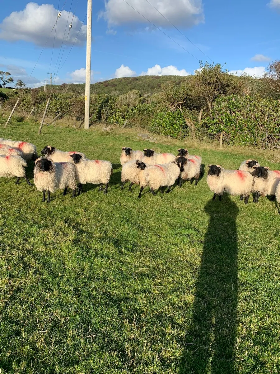 Rams plus ewe lambs - Image 4