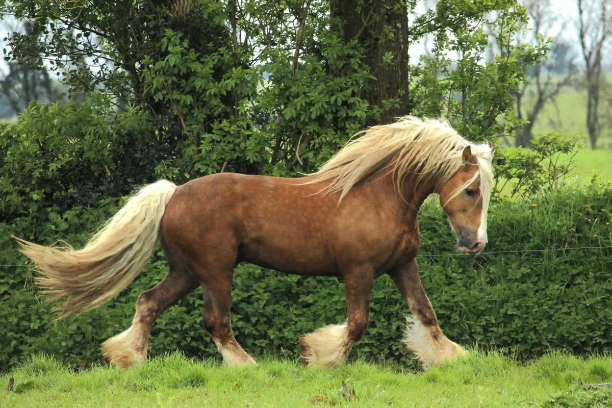 Bay Cob Colt Foal - Image 4