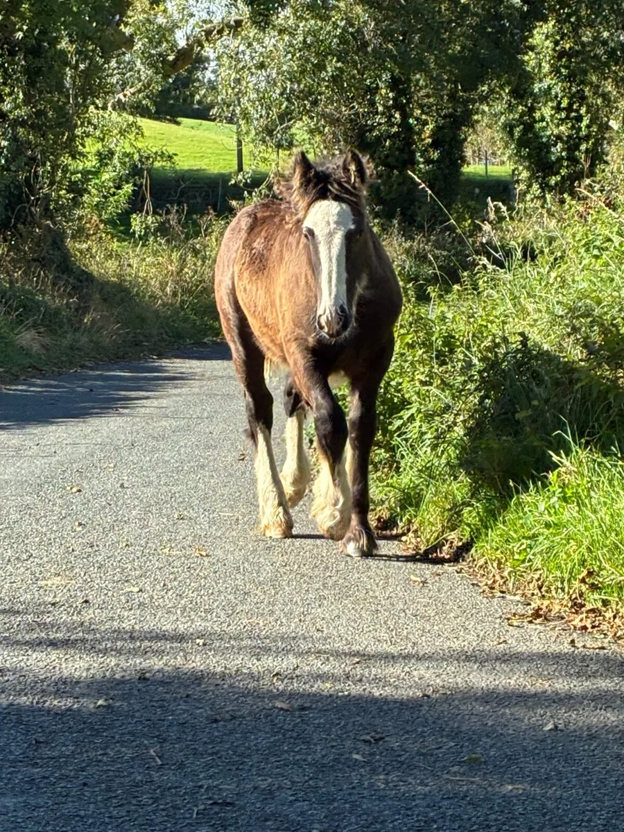 Bay Cob Colt Foal - Image 1