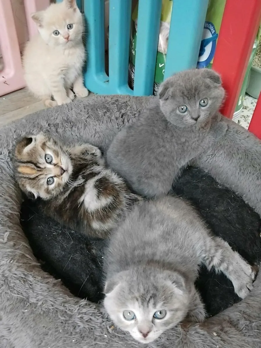 Scottish folds and straights - Image 4