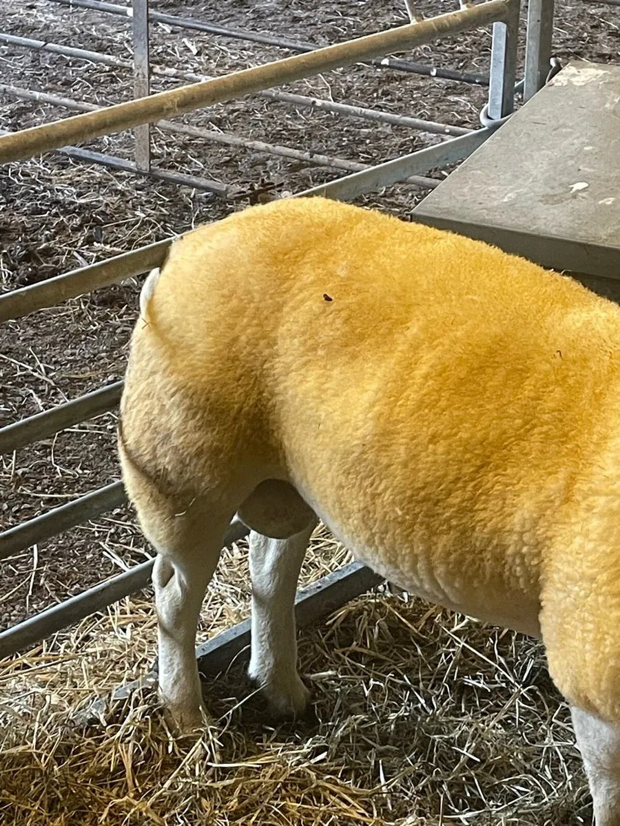 Texel Double 5 star Hogget ram - Image 4