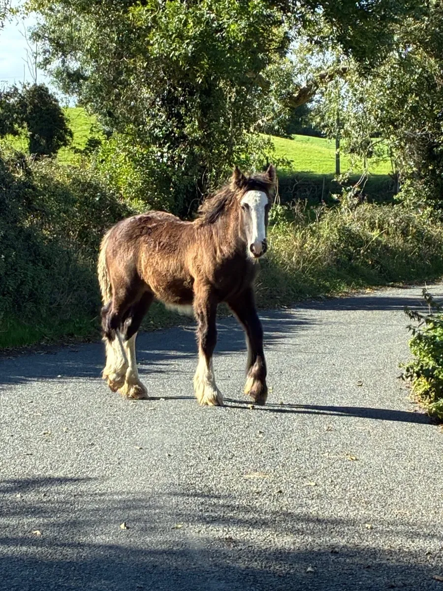Bay Cob Colt Foal - Image 3