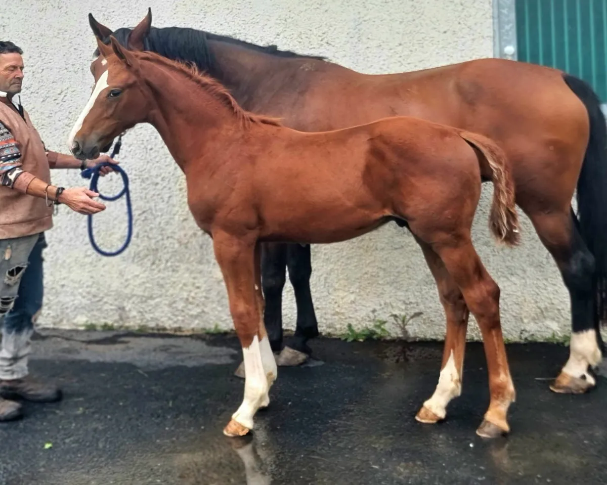 Top Quality Foal - Image 4