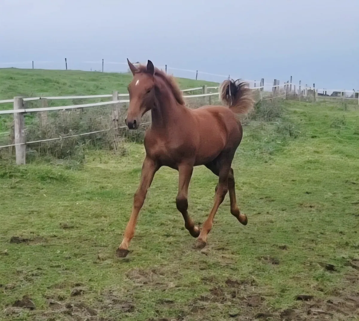 Top Quality Foal - Image 1