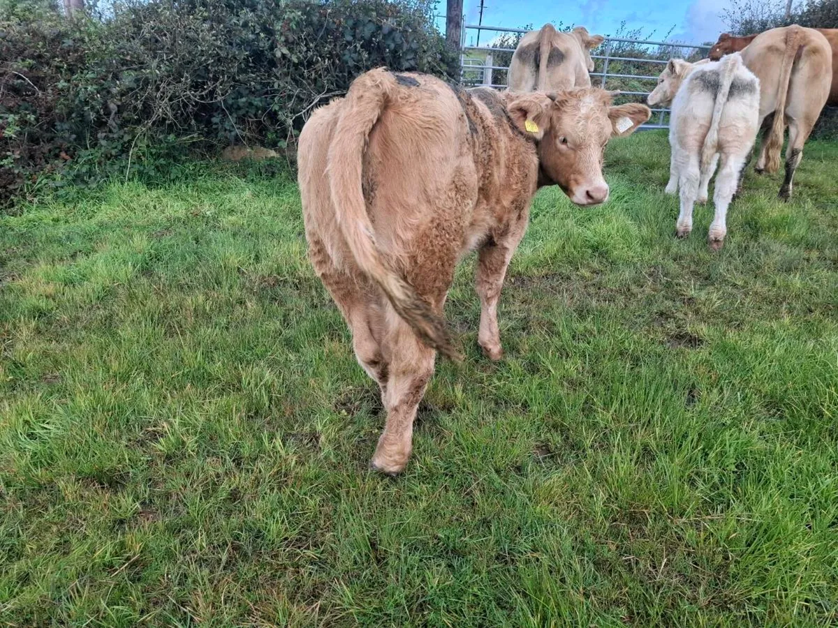 Weanling hefir