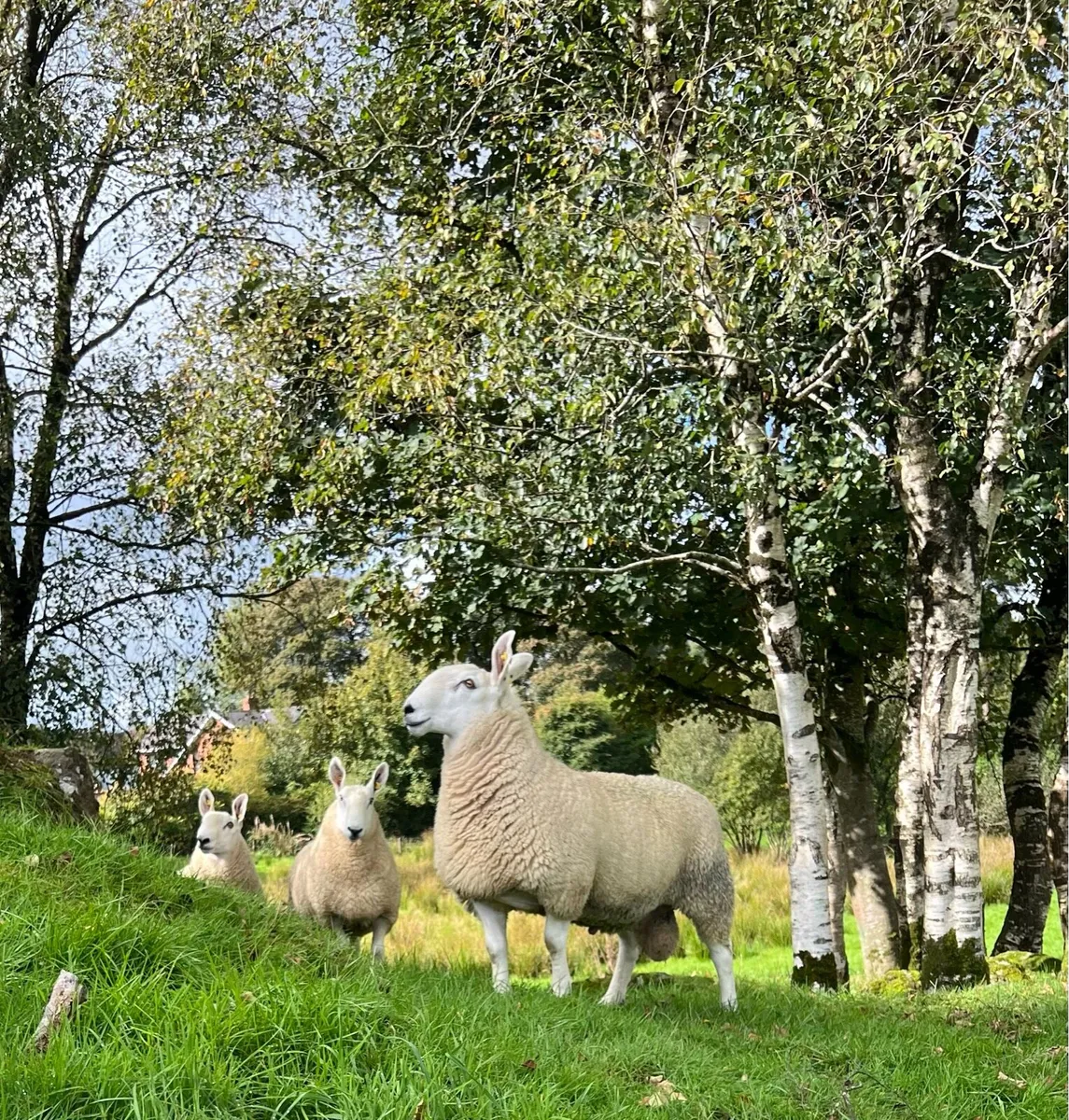 Border Leicester - Image 1