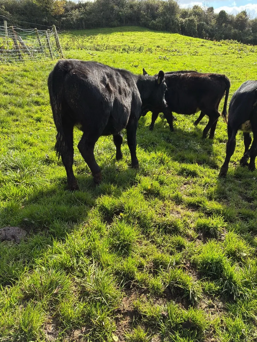 SUPER QUALITY AA HEIFERS WEANLINGS - Image 2