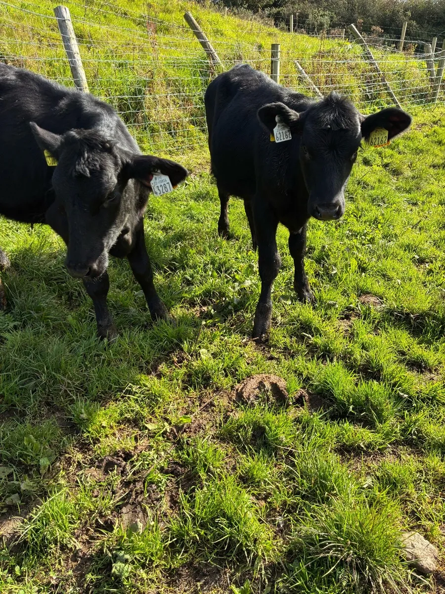 SUPER QUALITY AA HEIFERS WEANLINGS - Image 3