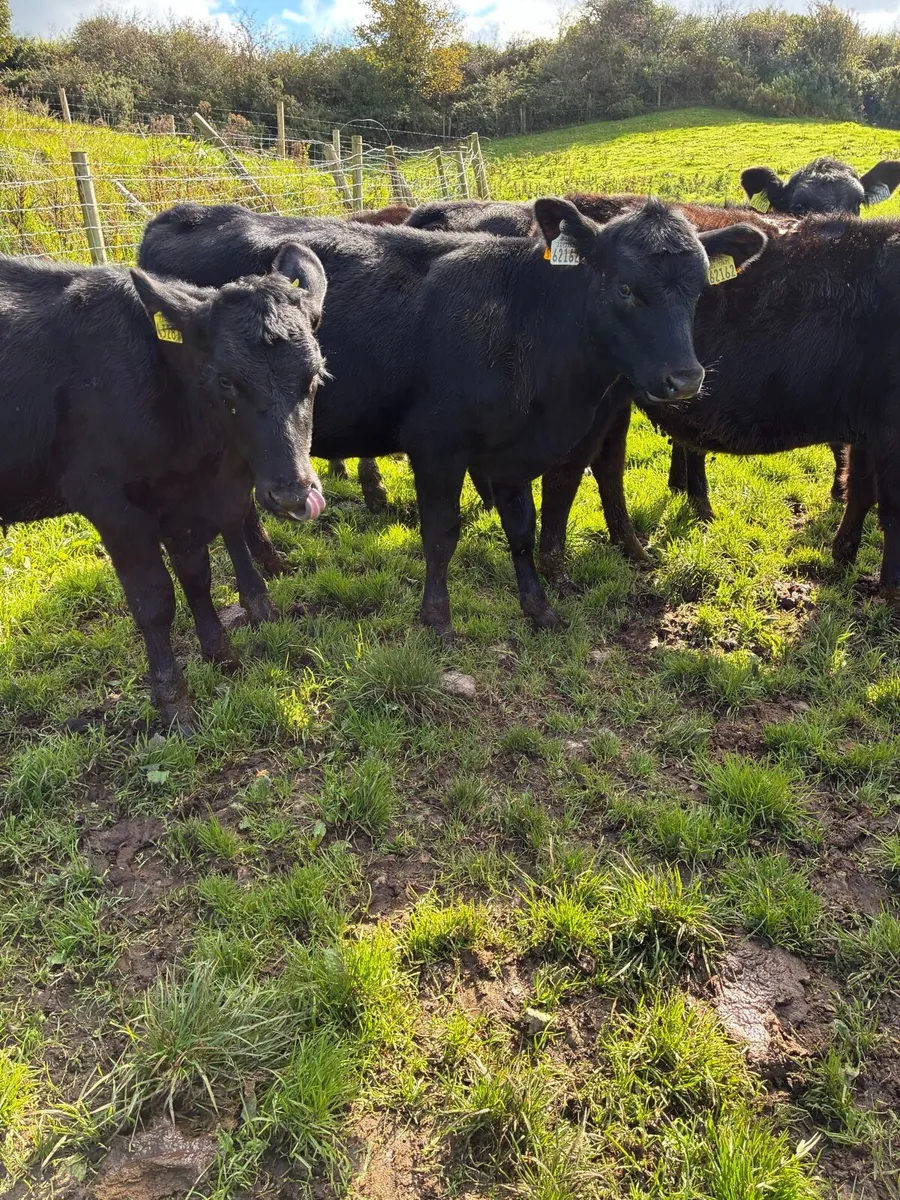 SUPER QUALITY AA HEIFERS WEANLINGS - Image 1