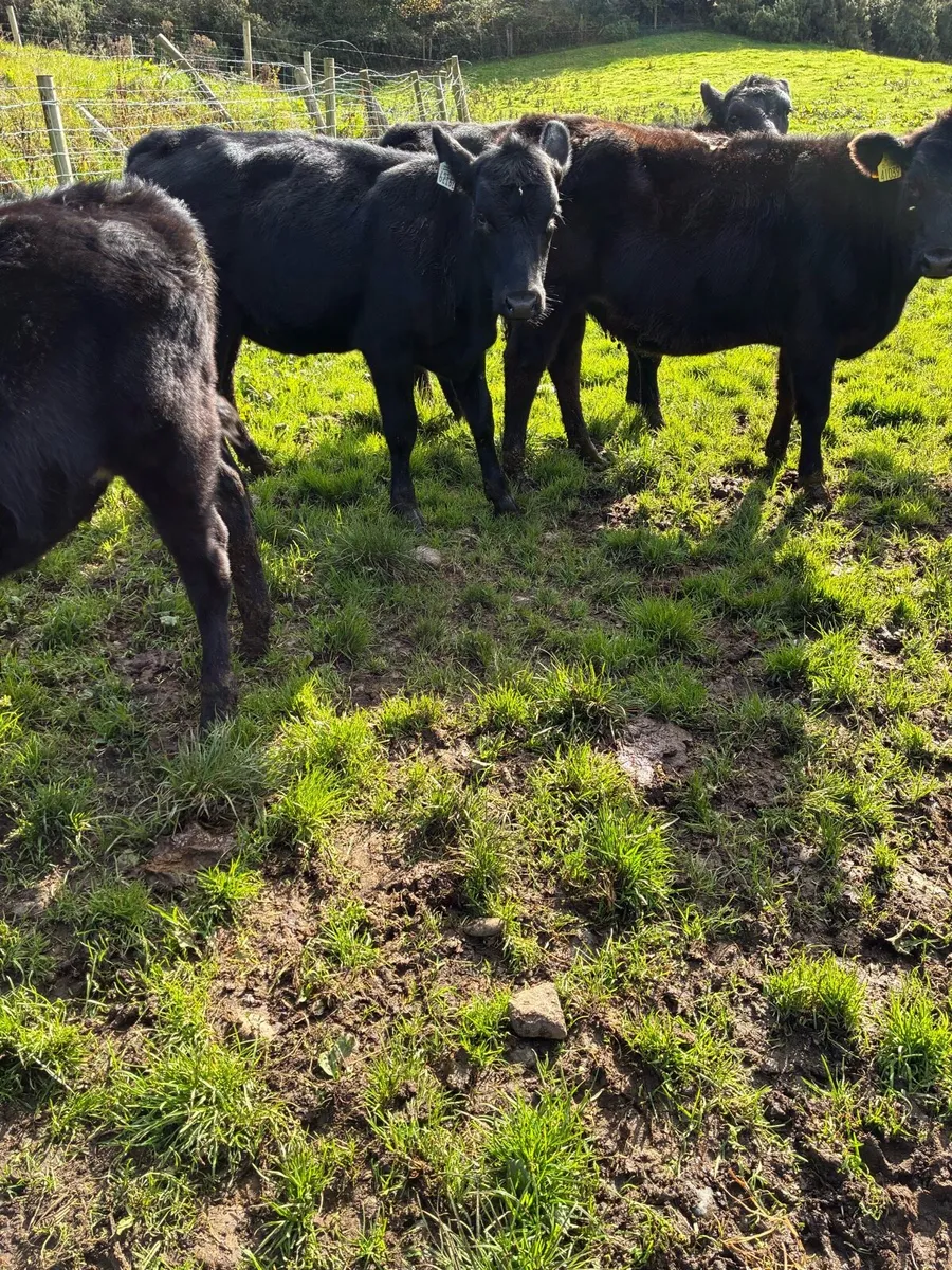 SUPER QUALITY AA HEIFERS WEANLINGS - Image 4