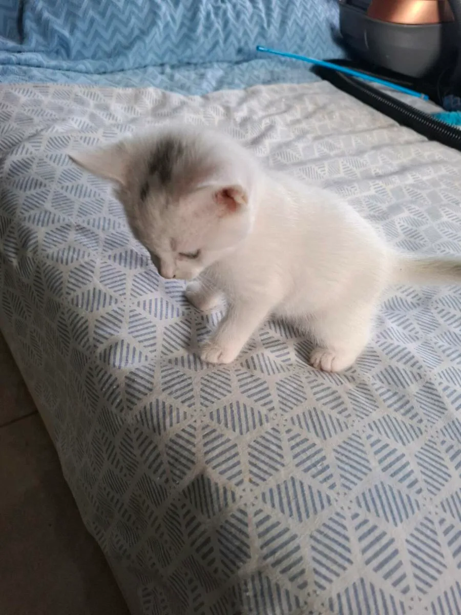 Beautiful kittens - Image 2