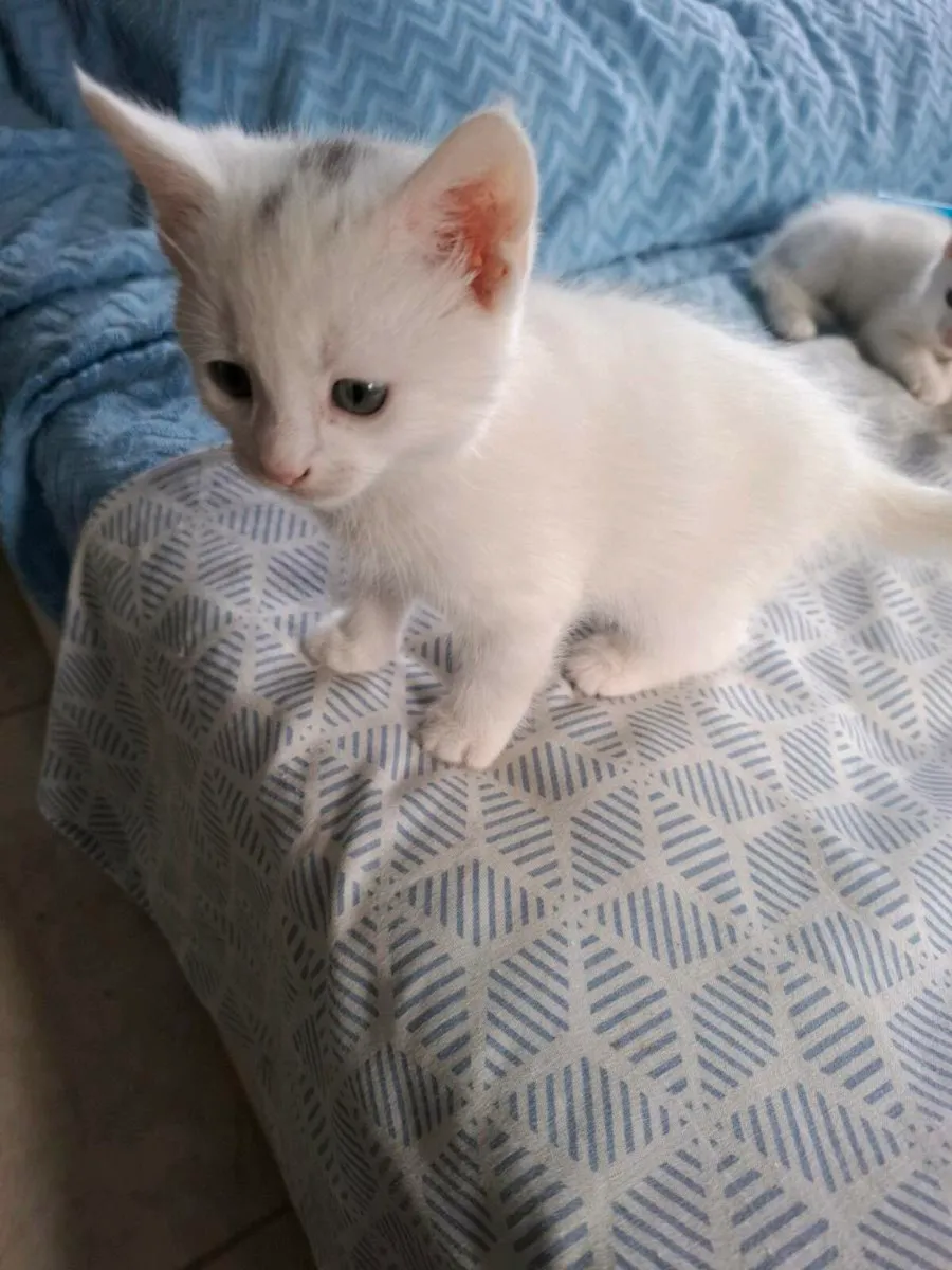 Beautiful kittens - Image 3