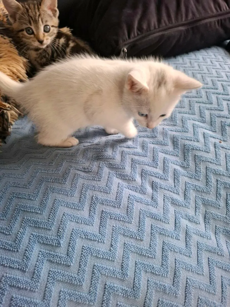 Beautiful kittens - Image 4