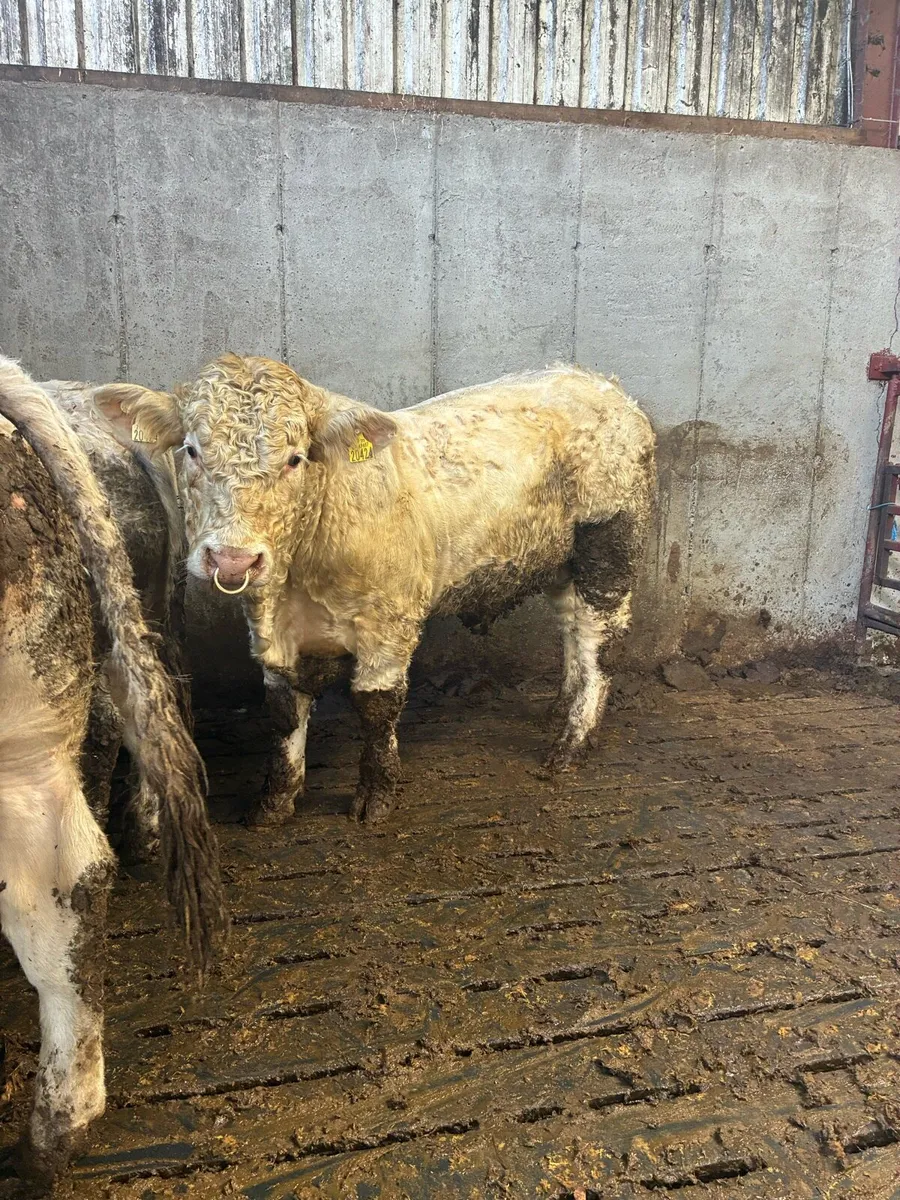 5 star PBR Charolais bulls - Image 1