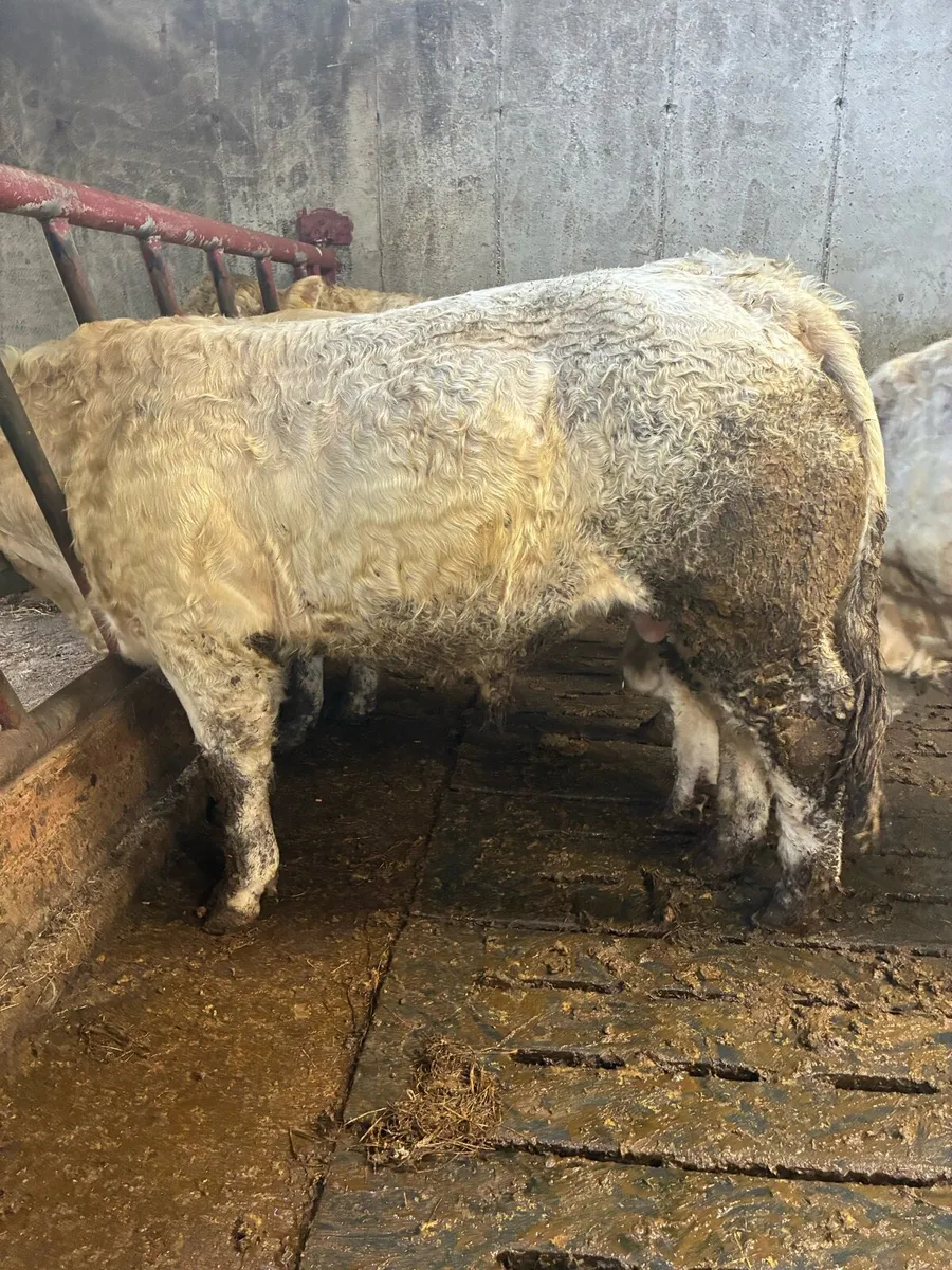 5 star PBR Charolais bulls - Image 2