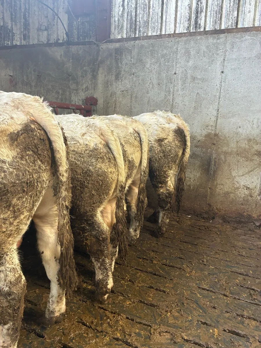 5 star PBR Charolais bulls - Image 3