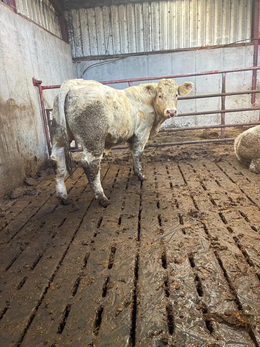 5 star PBR Charolais bulls - Image 4