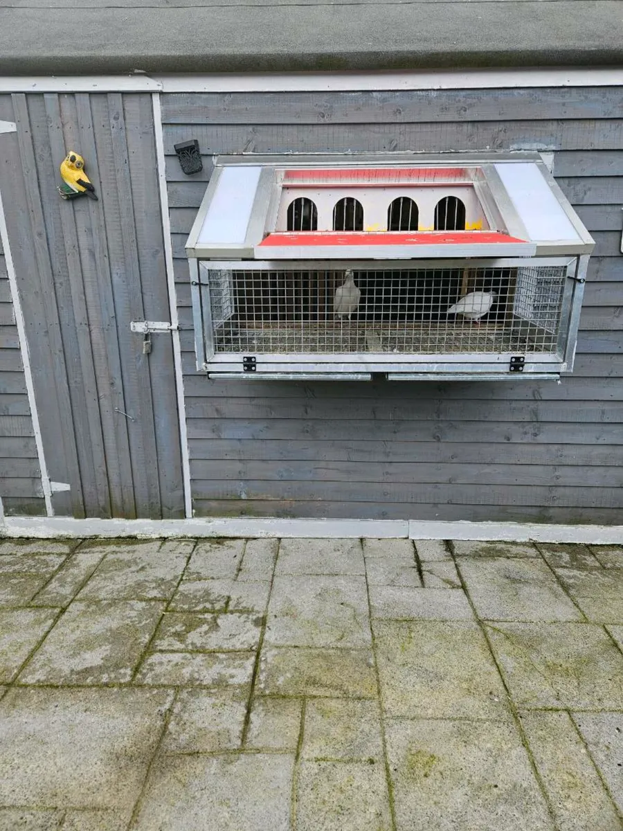 25 Pure white pigeons - Image 1