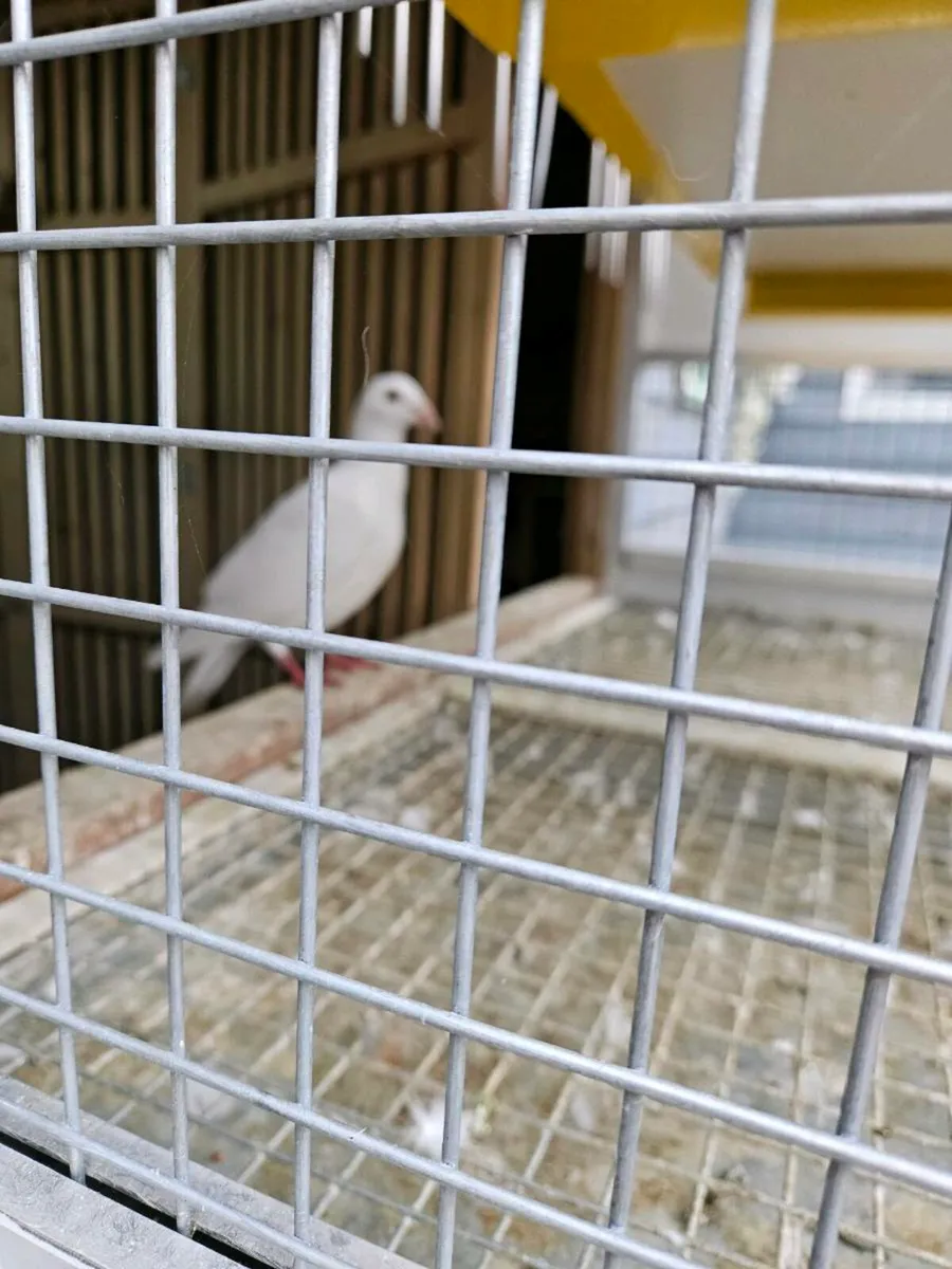 25 Pure white pigeons - Image 2