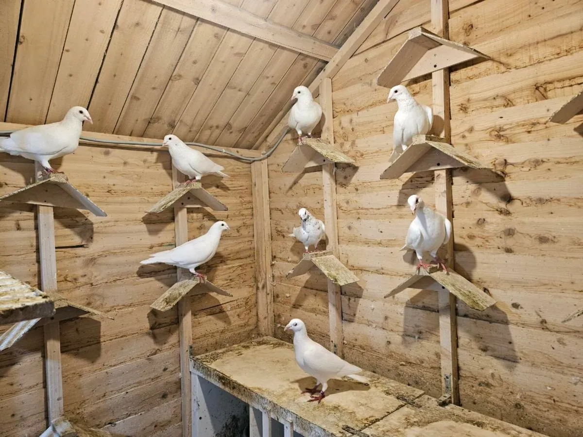 25 Pure white pigeons - Image 3