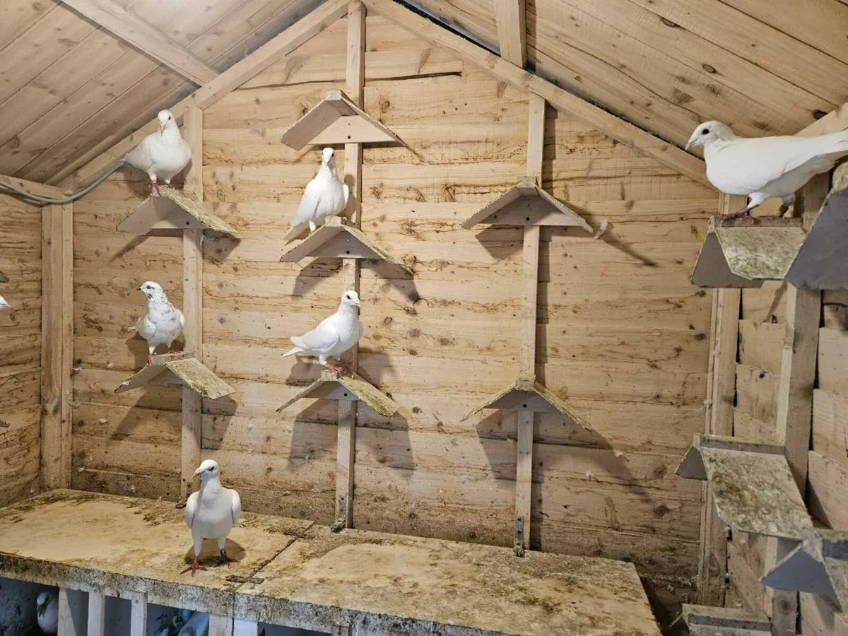25 Pure white pigeons - Image 4