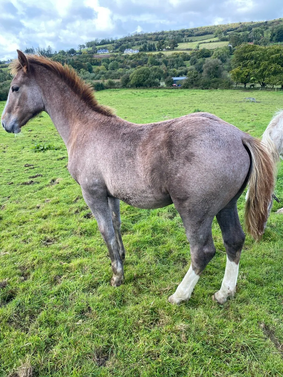 Irish Draught colt foal - Image 1
