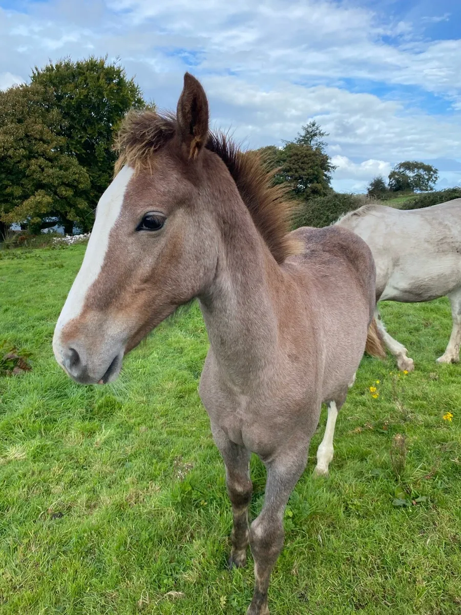 Irish Draught colt foal - Image 2