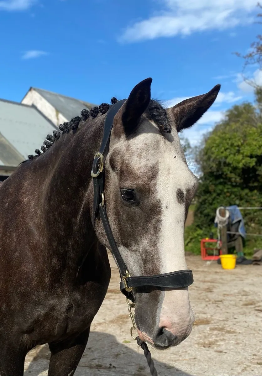 Stunning Future Top Eventer/Showjumper - Image 2