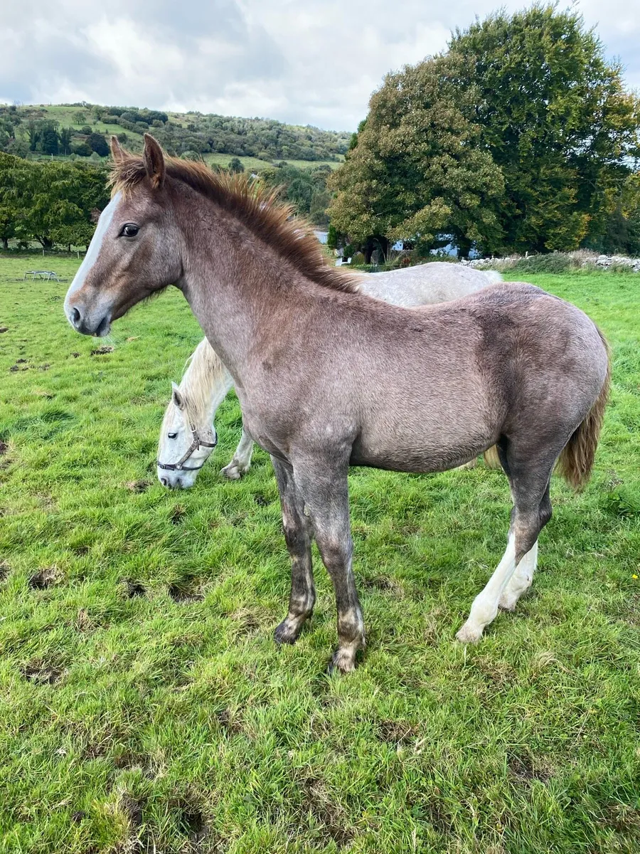 Irish Draught colt foal - Image 3