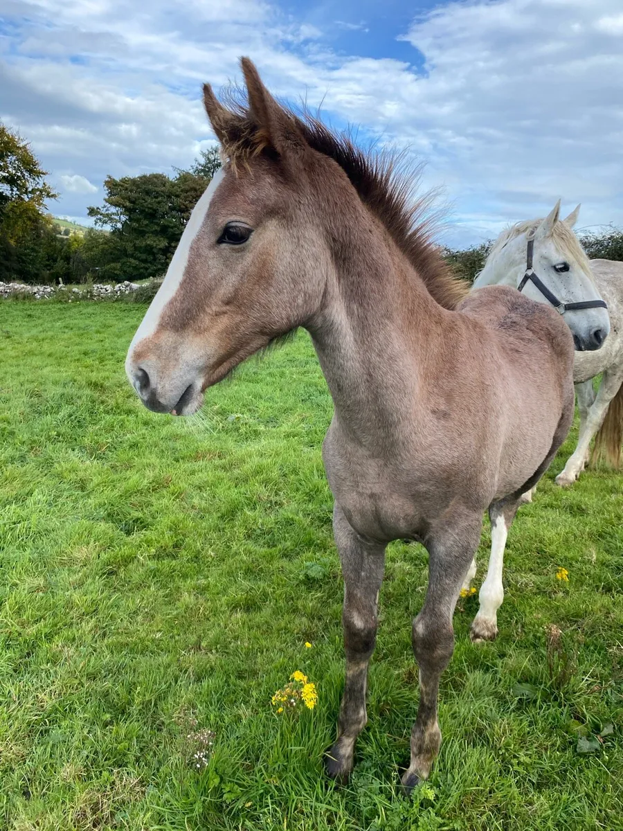 Irish Draught colt foal - Image 4