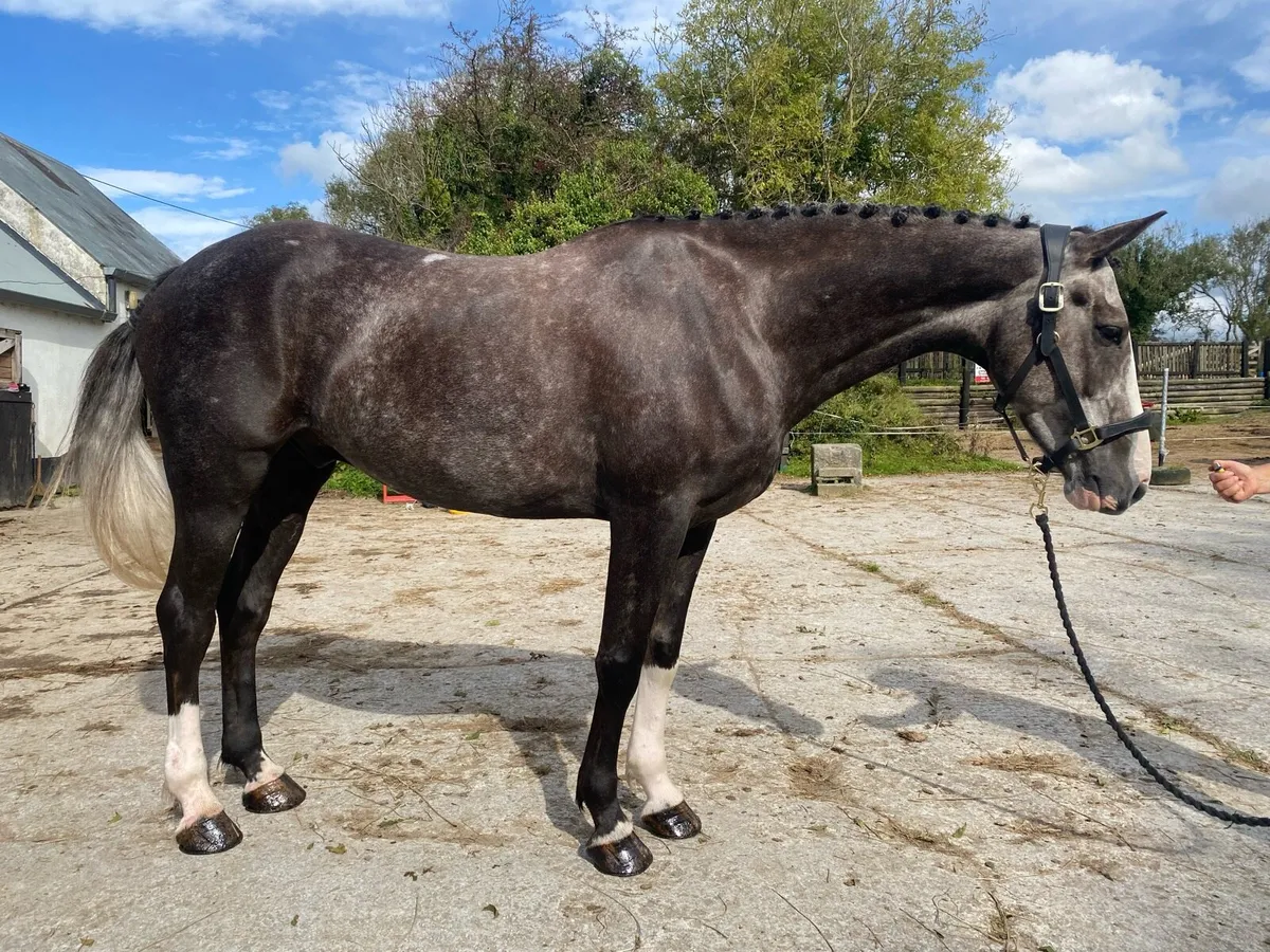 Stunning Future Top Eventer/Showjumper - Image 3