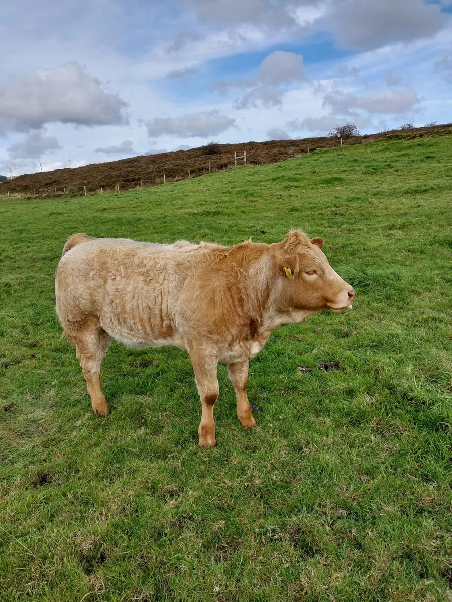 4 Star Heifer Ballymote Mart 03rd Oct - Image 1