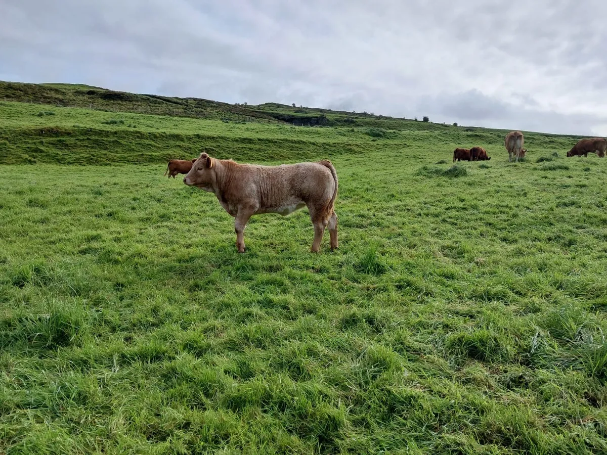 4 Star Heifer Ballymote Mart 03rd Oct - Image 2
