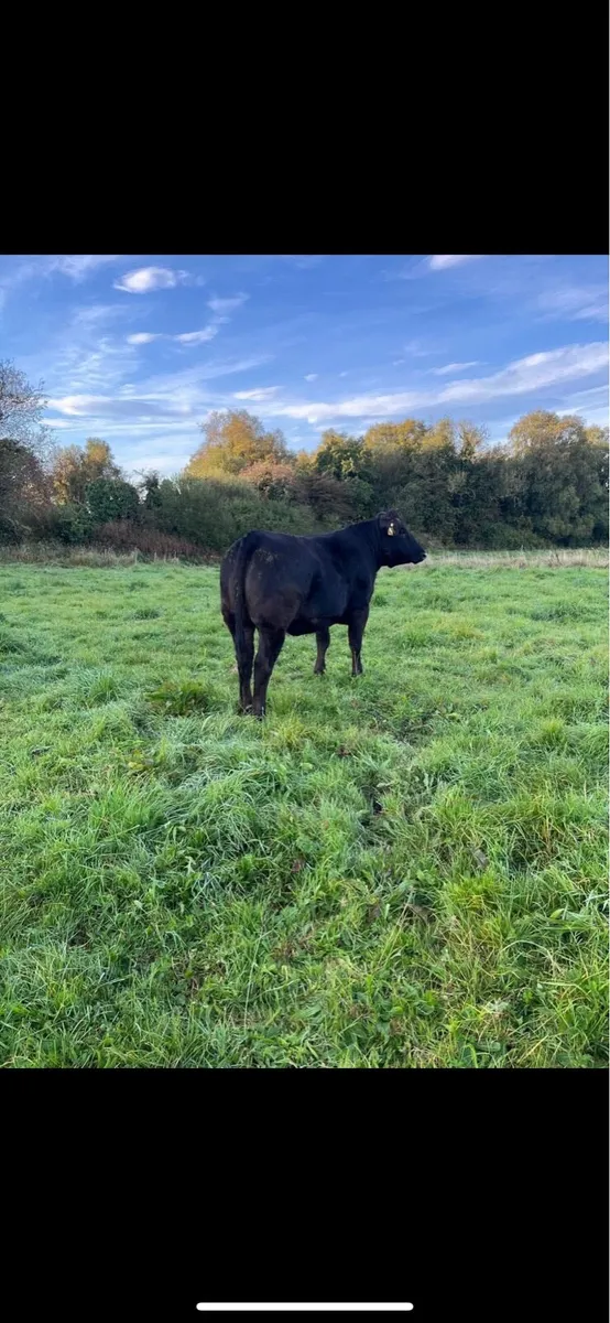 Heifers - Image 1
