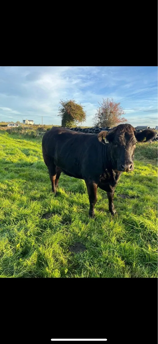 Heifers - Image 2