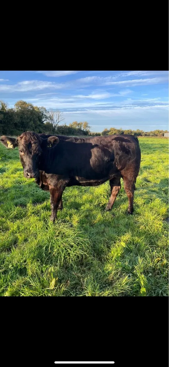 Heifers - Image 3