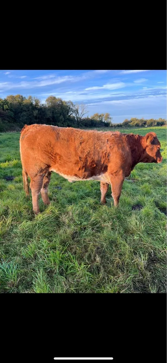 Heifers - Image 4